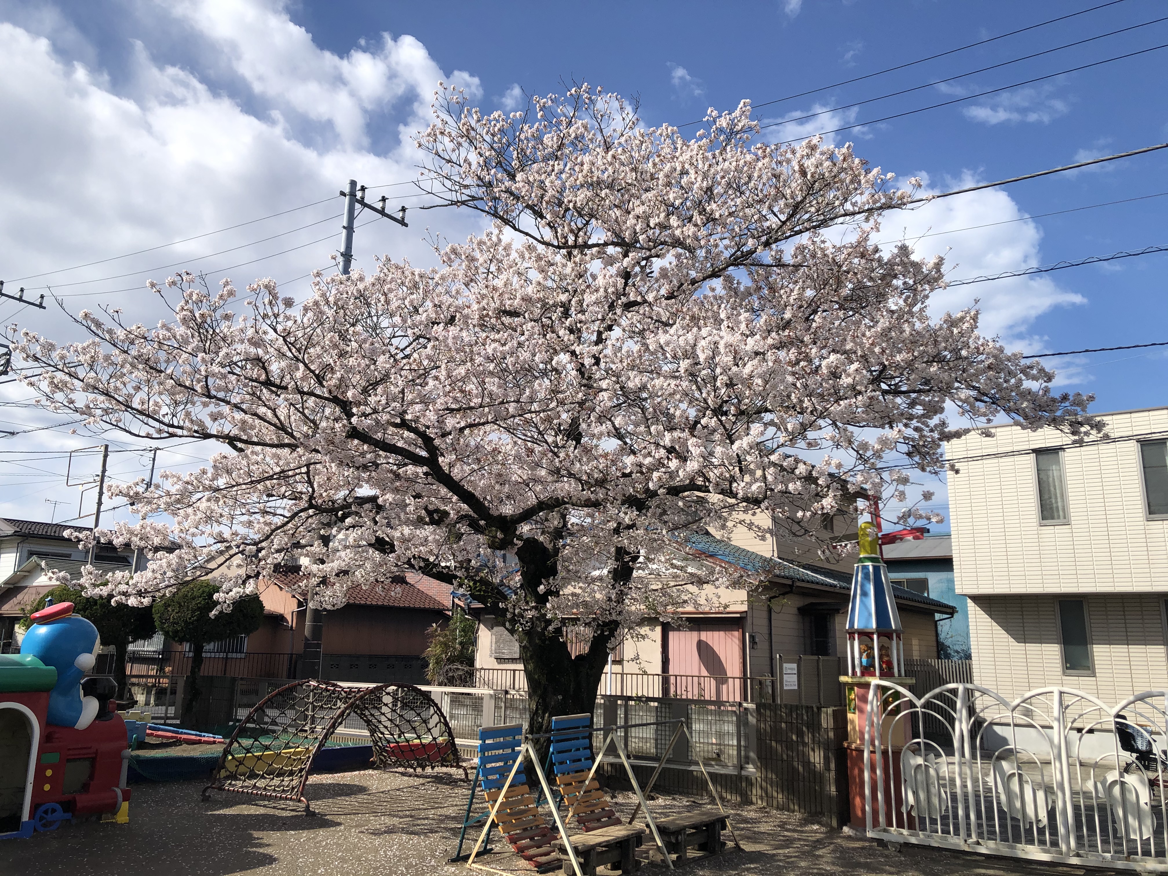 令和２年度入園式看板と桜満開