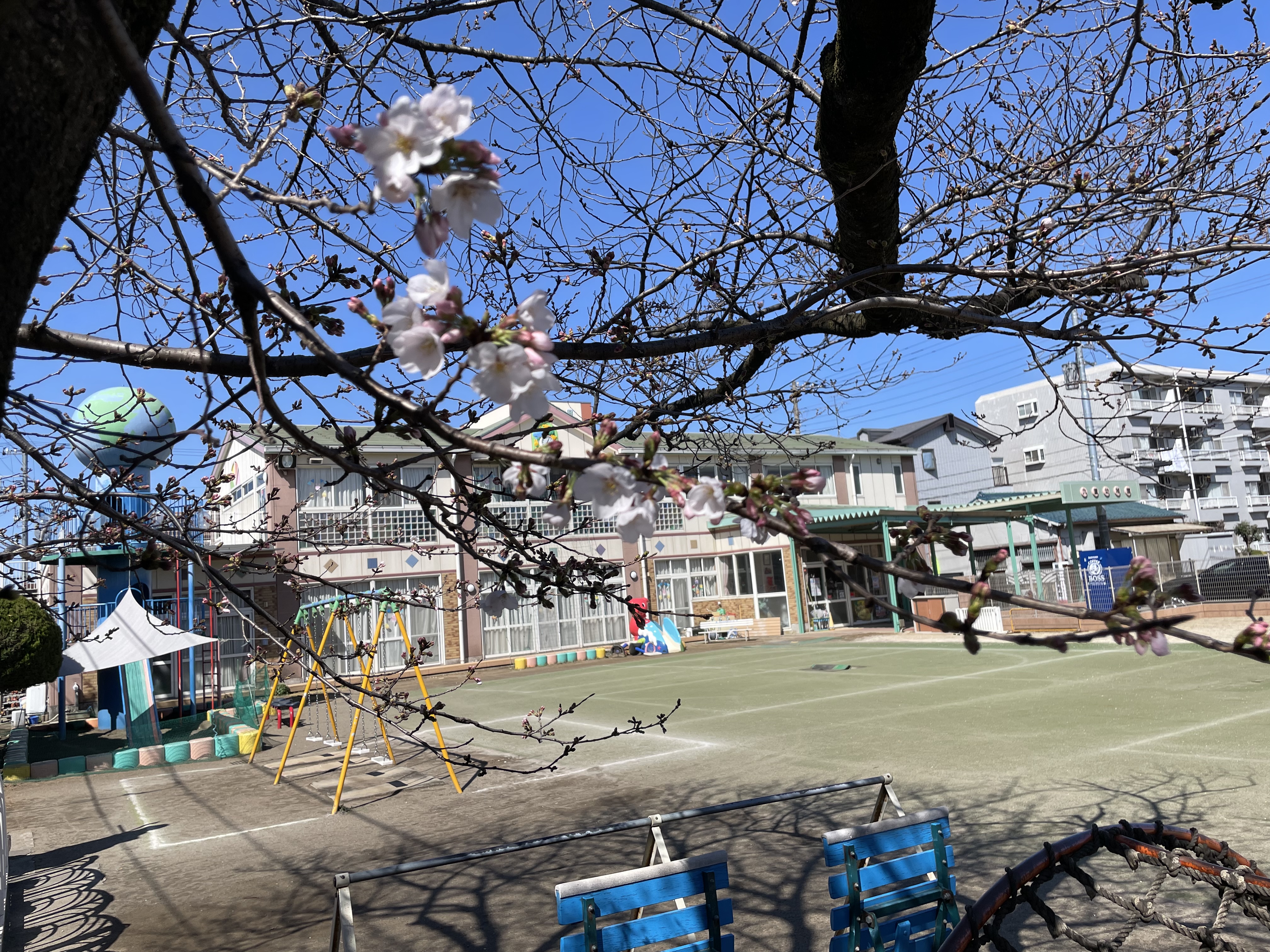 九重幼稚園の桜も開花宣言。園名看板、ドラえもんブロックも設置